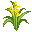 Barley