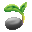 Mango Seed