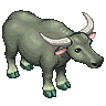 Graceful Buffalo