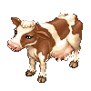 Little Dairy Cattle