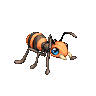 Rock Skin Ant