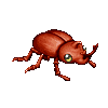 Senior Beetle(F)