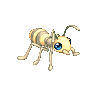 White Ant