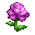 Purple Rose