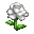 White Rose