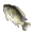 Tilapia