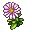 Persian Mum