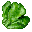 Spinach