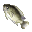 Tilapia